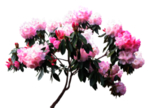 免扣花卉素材