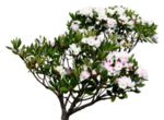 免扣花卉素材