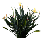免扣花卉素材