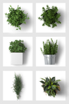 绿植素材