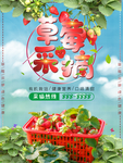 草莓农场采摘草莓