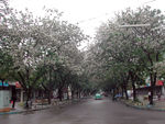 仪花行道树