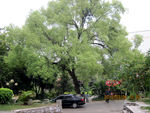 樟树全貌