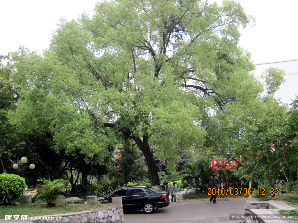 樟树全貌