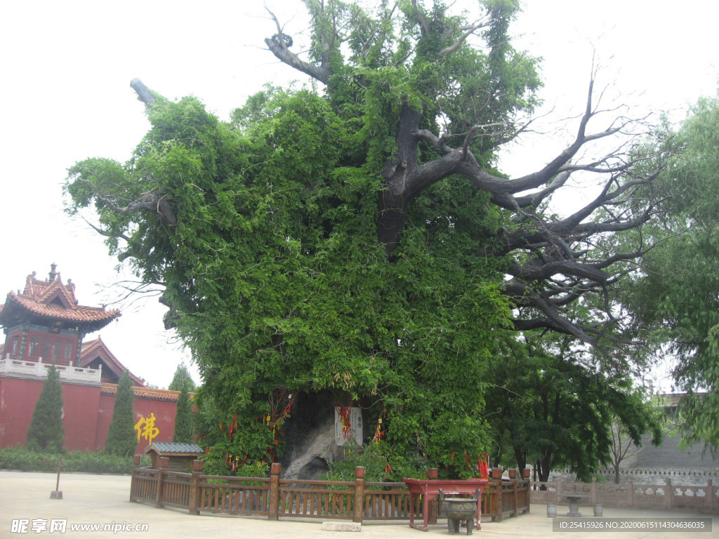 大槐树