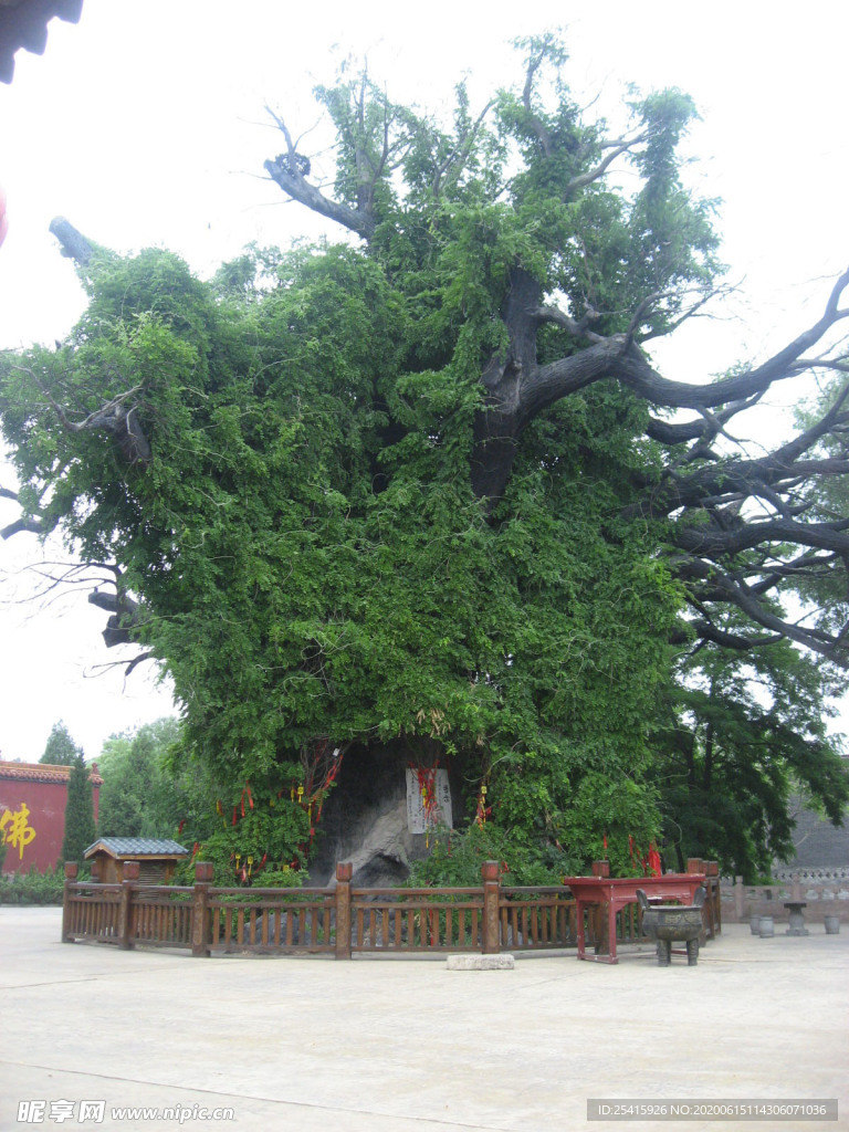 大槐树