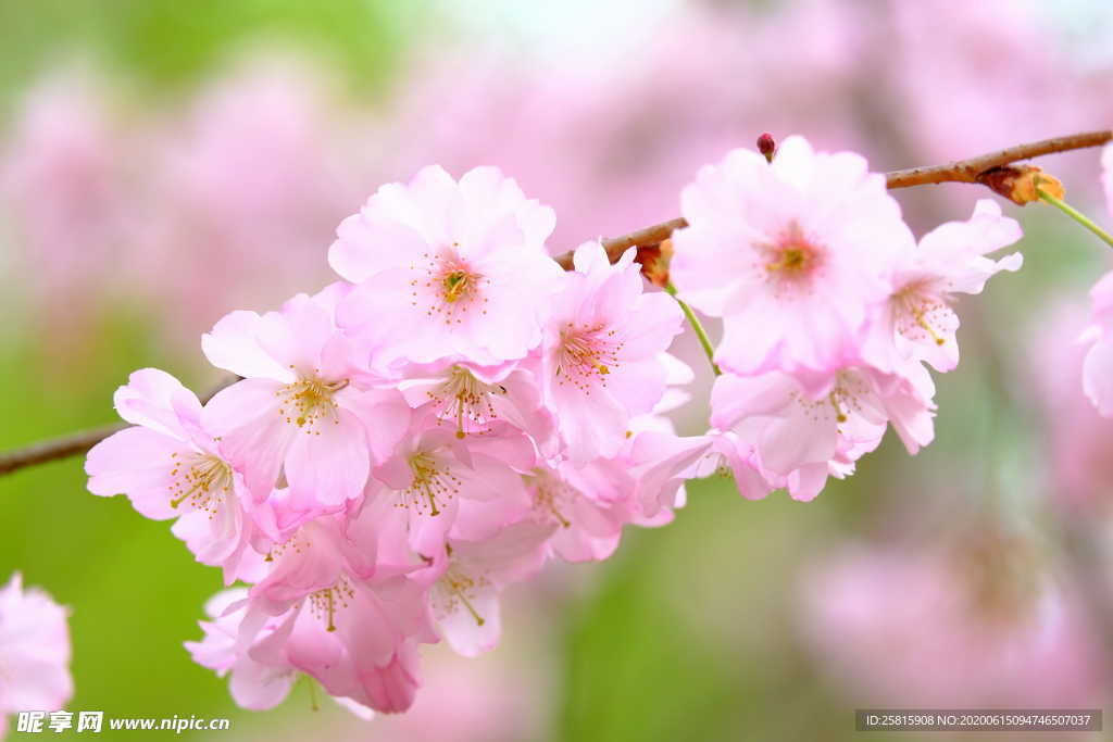 樱花桃花唯美图片