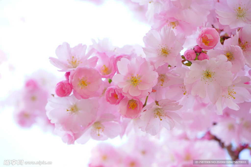 樱花桃花唯美图片