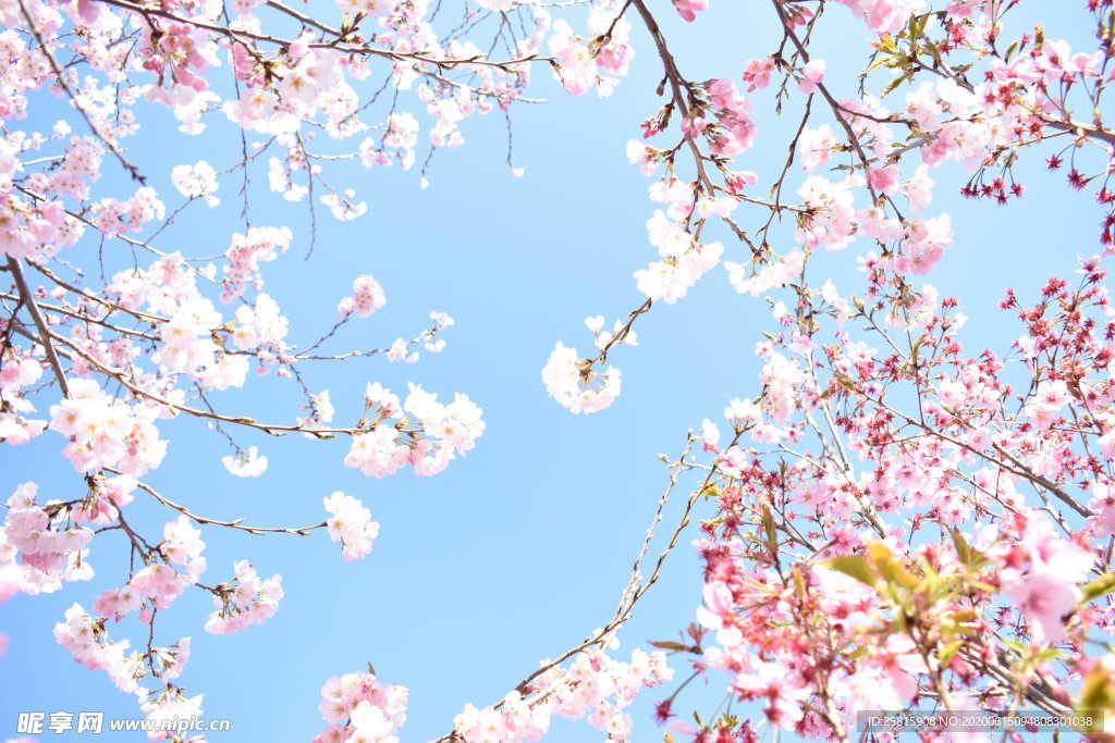 樱花桃花唯美图片