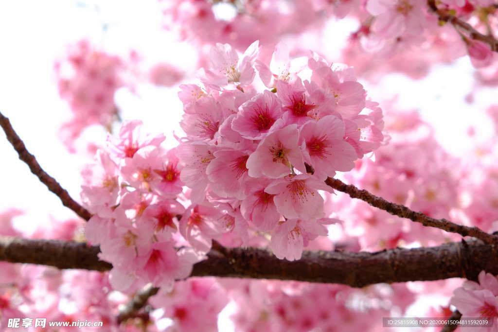 樱花桃花唯美图片