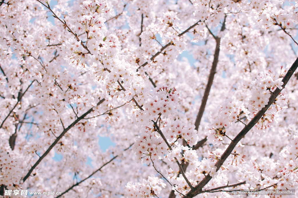 樱花桃花唯美图片