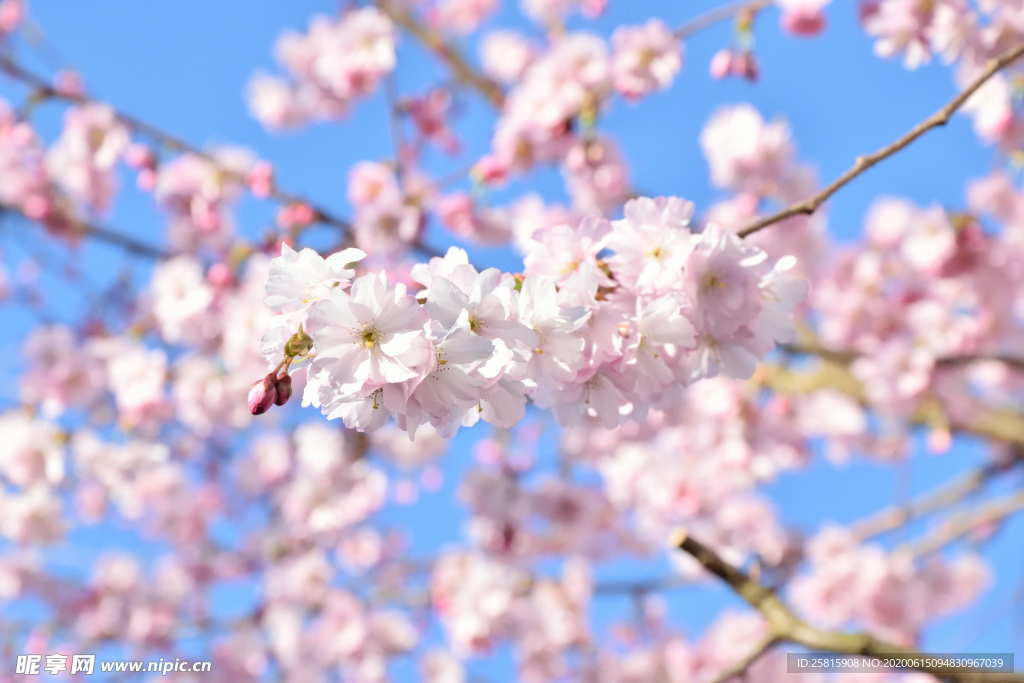 樱花桃花唯美图片