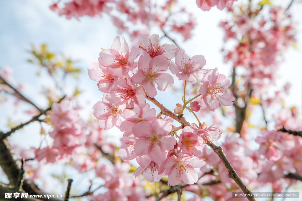 樱花桃花唯美图片