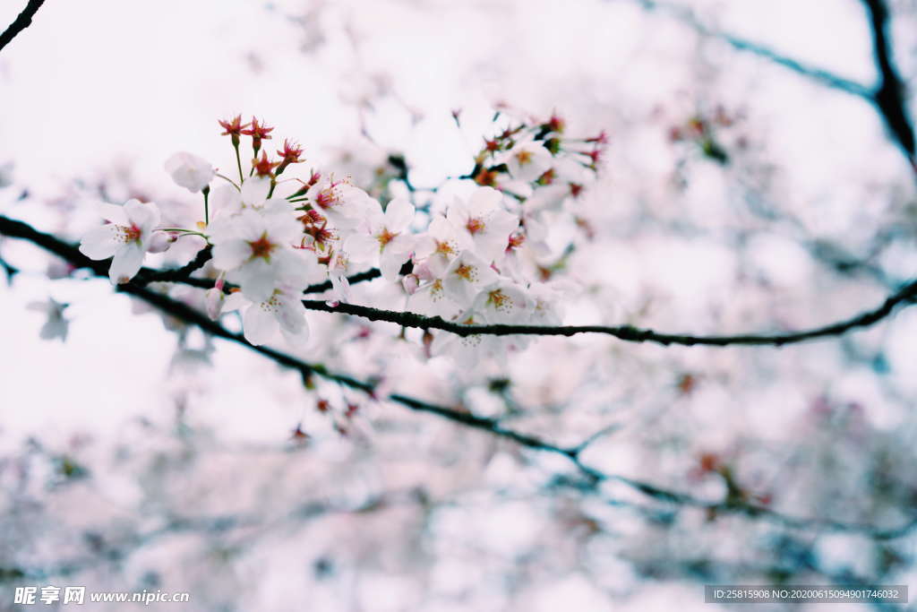 樱花桃花唯美图片