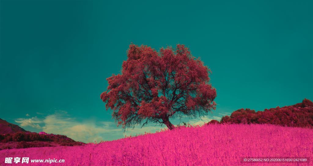 风景
