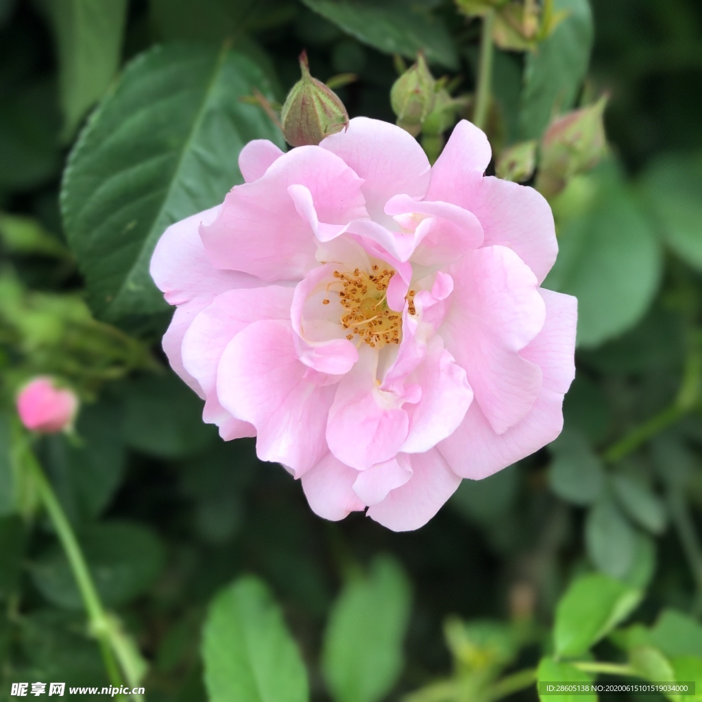 蔷薇