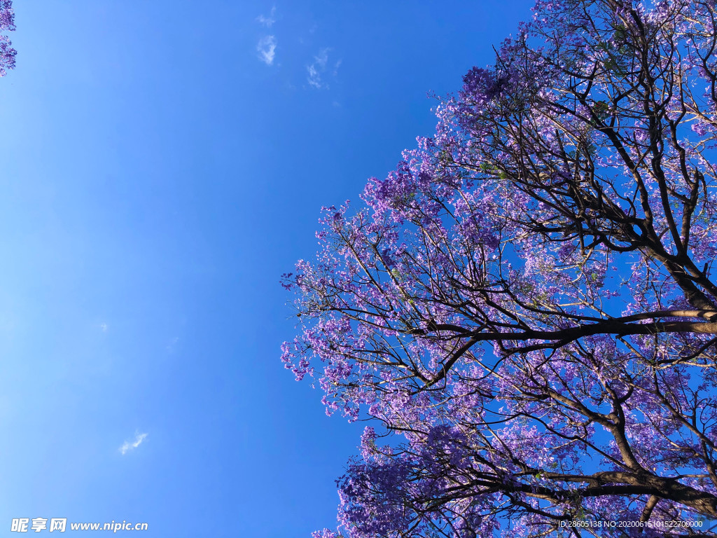 蓝花楹