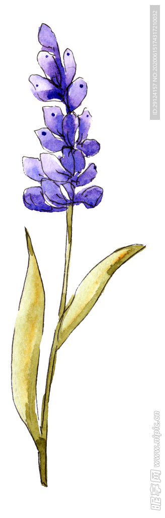 薰衣草