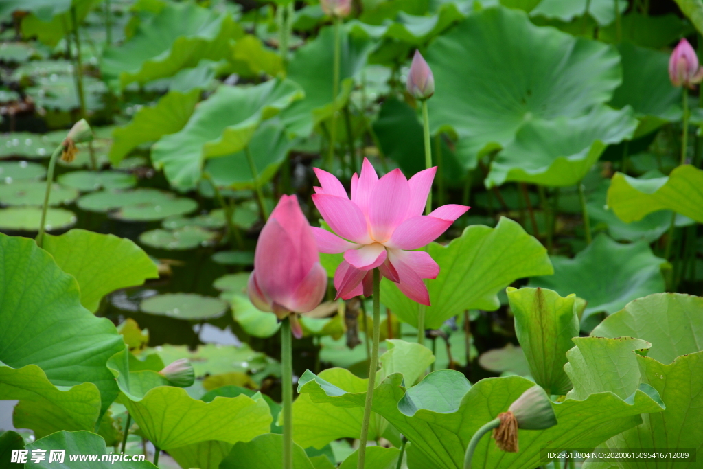 荷花