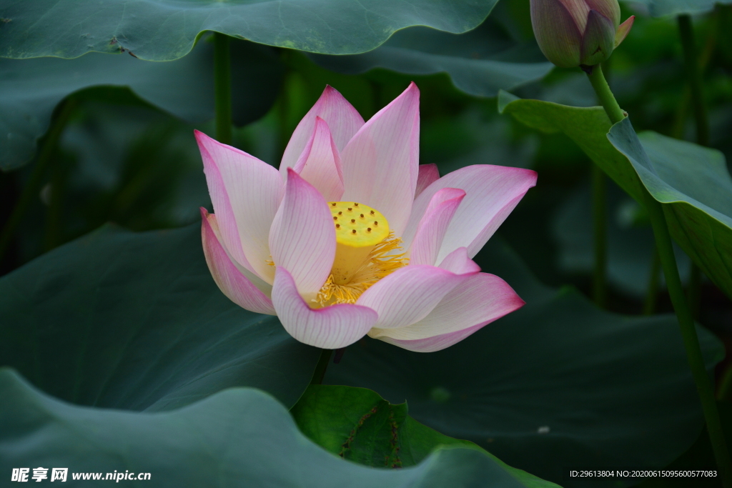 荷花