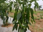 辣椒