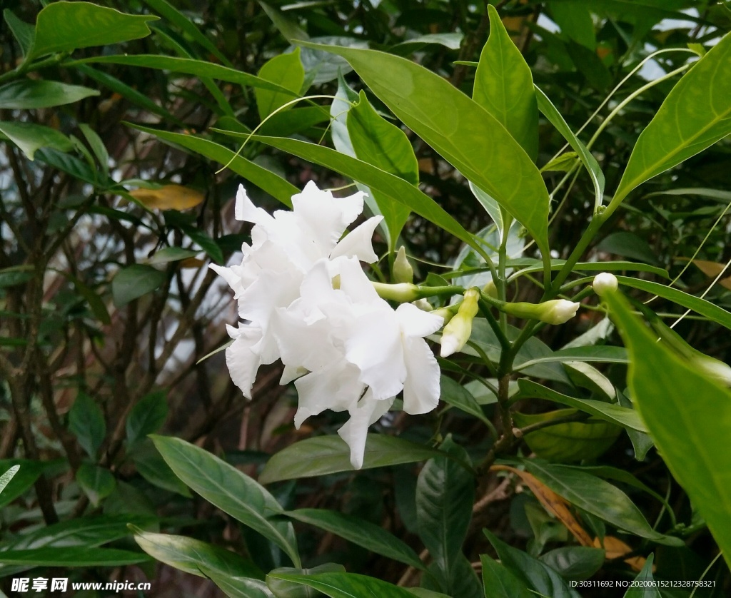 栀子花