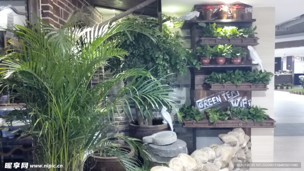 植物