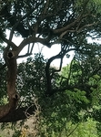 绿树