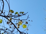 葫芦