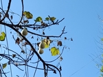 葫芦