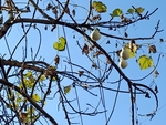 葫芦树