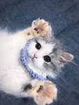 猫咪