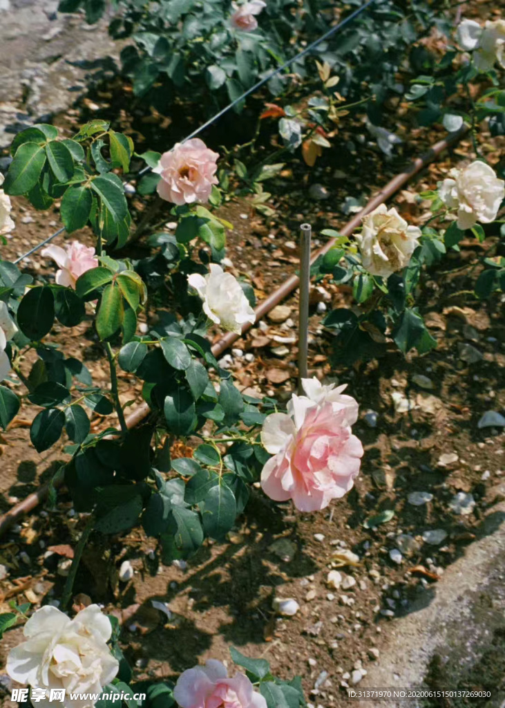月季花