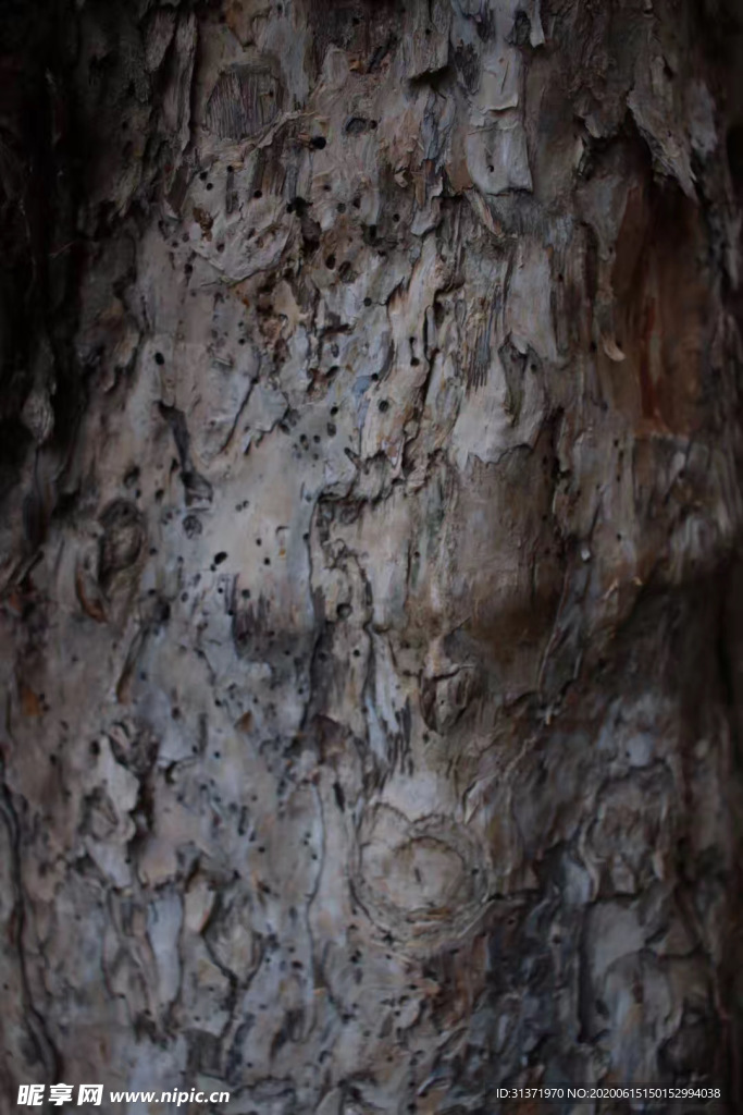树皮纹理