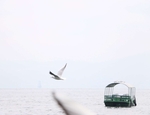 海鸥
