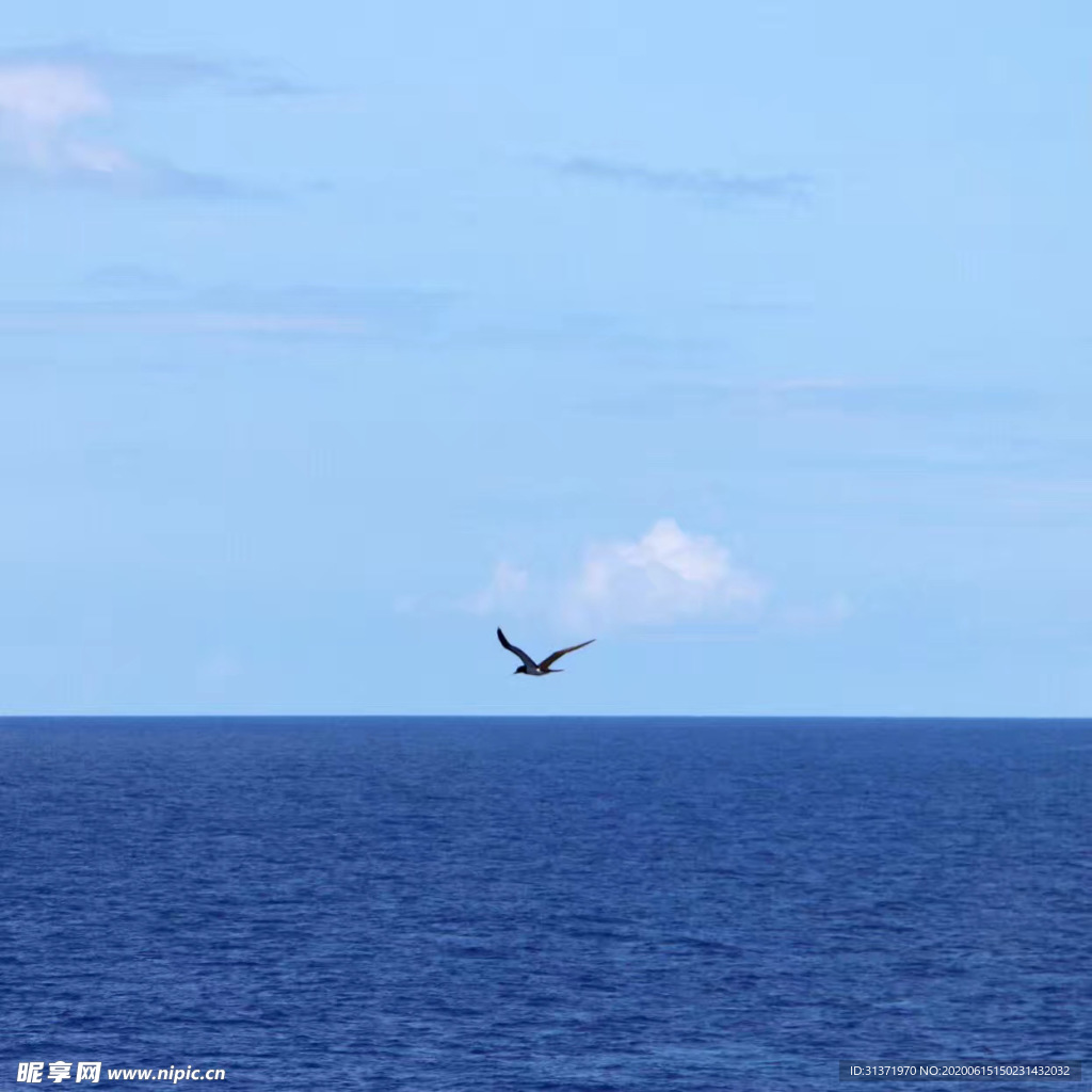 海鸟