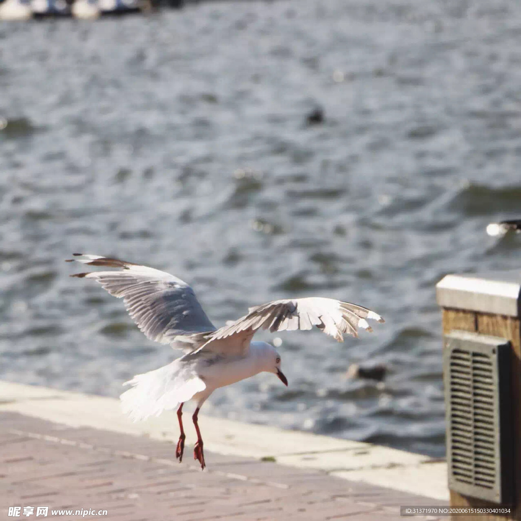 海鸥起飞