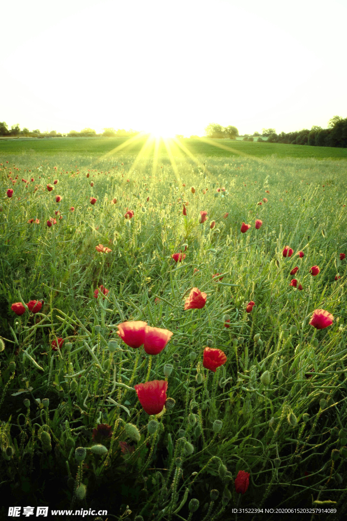 花