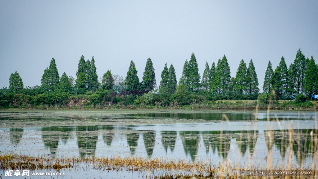 湖边树林