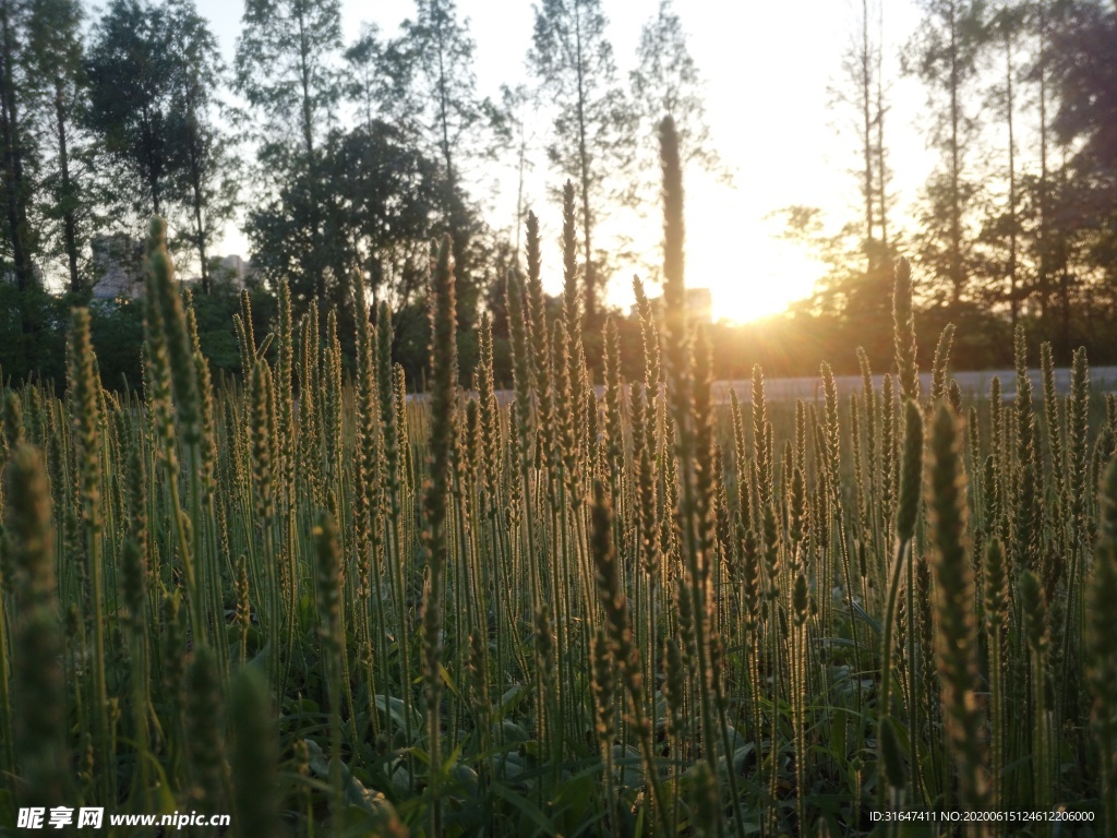 车前草