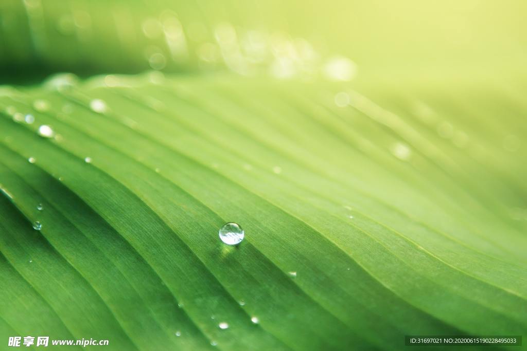 雨