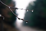 雨