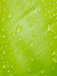 雨