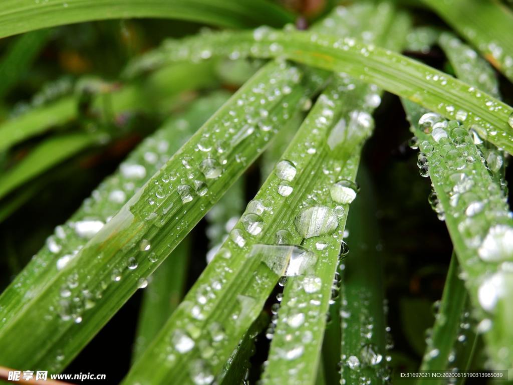 雨