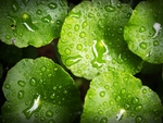 雨
