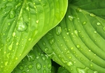 雨