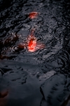 雨