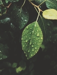 雨