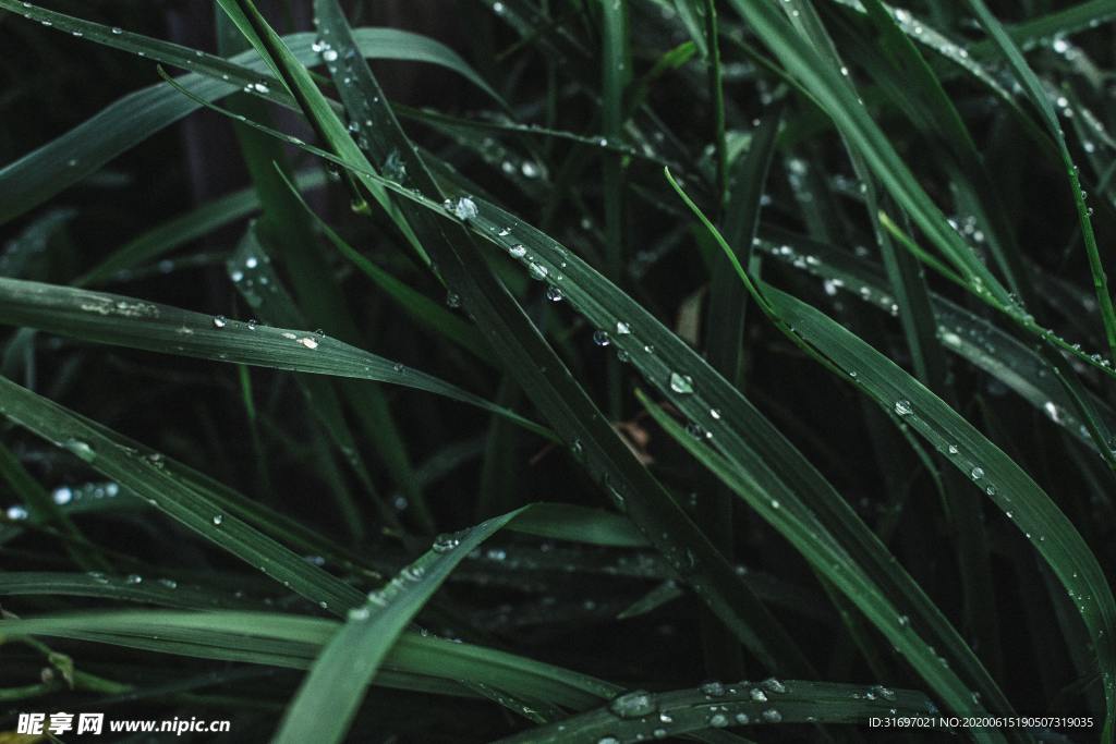 雨