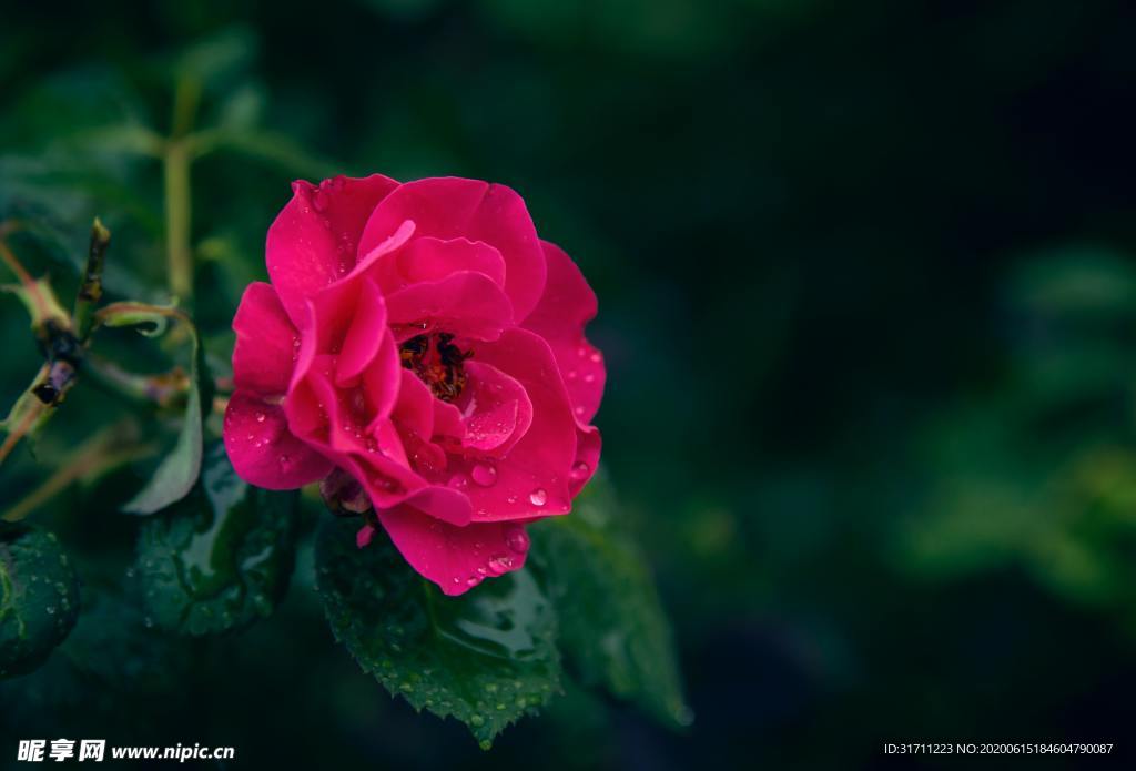 玫瑰花